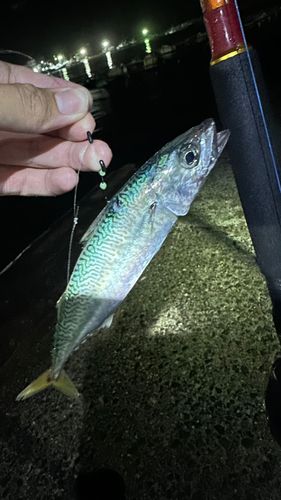マサバの釣果