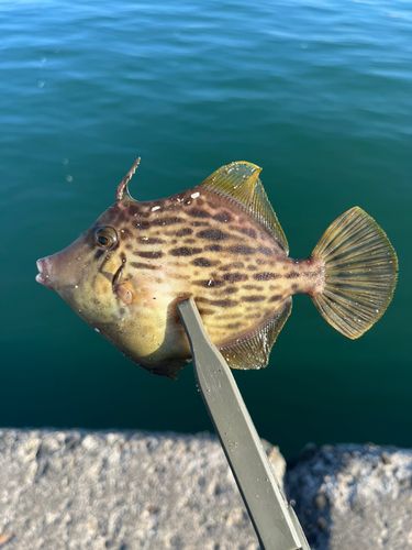 カワハギの釣果