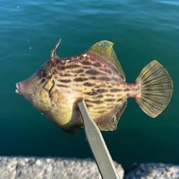 カワハギ