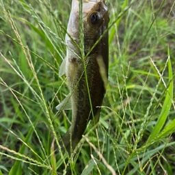 ラージマウスバス