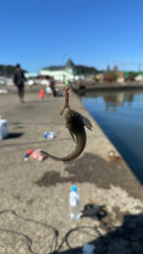 メゴチの釣果