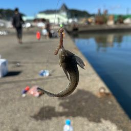 メゴチ