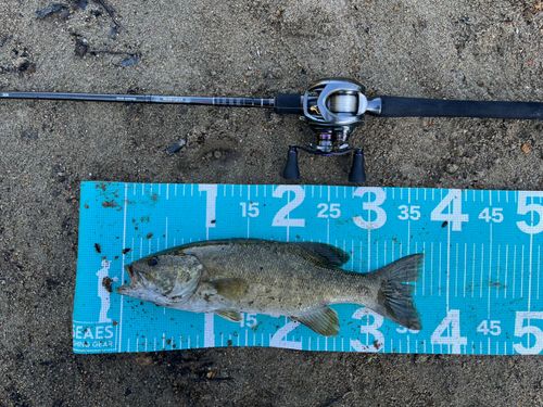 スモールマウスバスの釣果