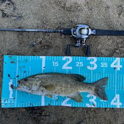 スモールマウスバス