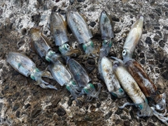 アオリイカの釣果