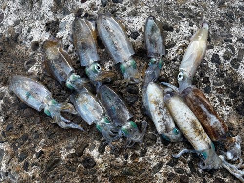 アオリイカの釣果