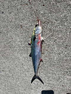 サゴシの釣果