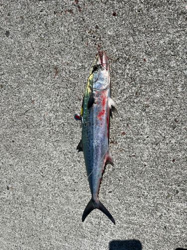 サゴシの釣果