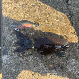 アオリイカ