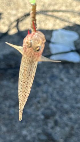 サビハゼの釣果