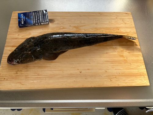 マゴチの釣果