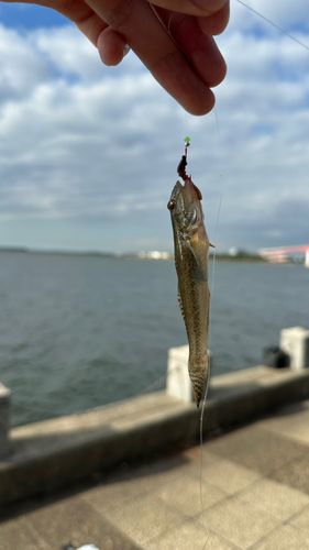 サビハゼの釣果