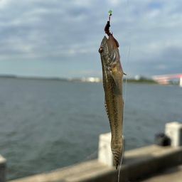サビハゼ