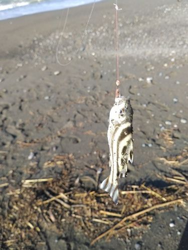 コトヒキの釣果