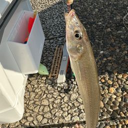 シロギス