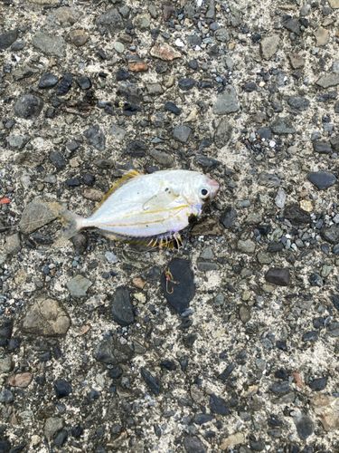 ヒイラギの釣果
