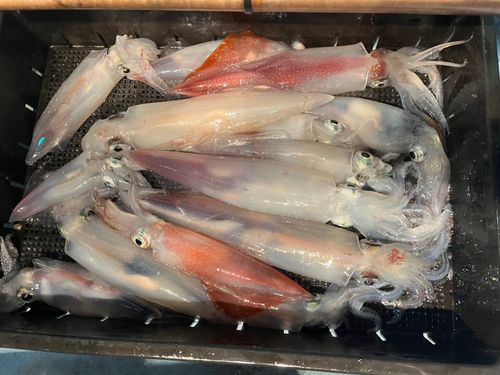 ケンサキイカの釣果
