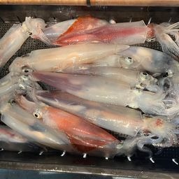 ケンサキイカ