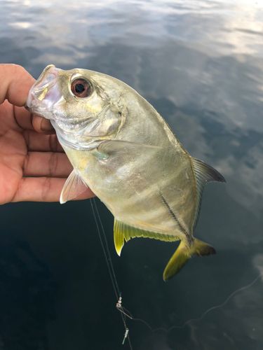 メッキの釣果
