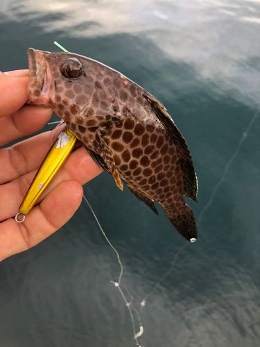 オオモンハタの釣果