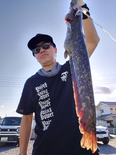マナマズの釣果