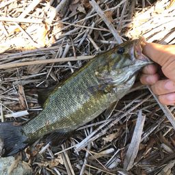 スモールマウスバス