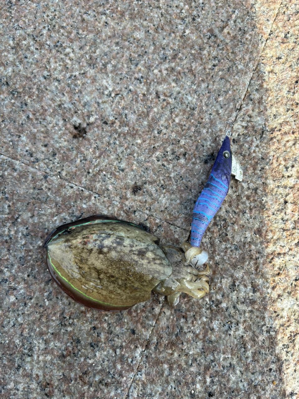 モンゴウイカ