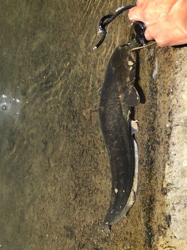 ナマズの釣果