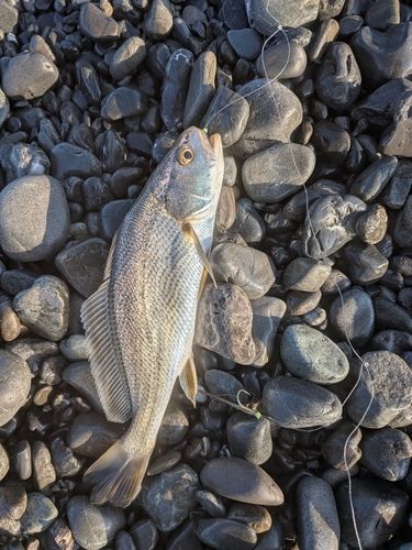 イシモチの釣果
