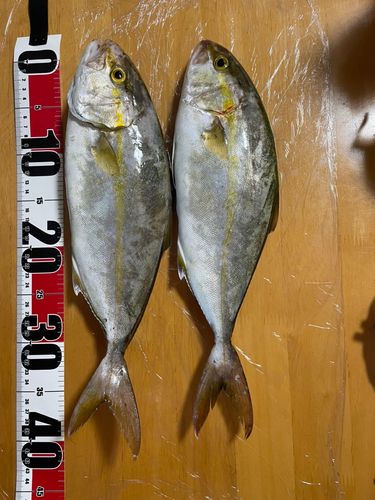 ネリゴの釣果