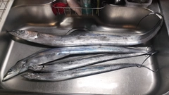 タチウオの釣果