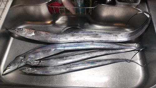 タチウオの釣果