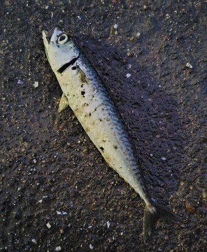 サバの釣果