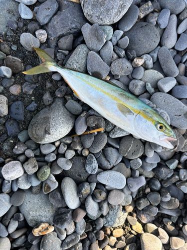 ワカシの釣果
