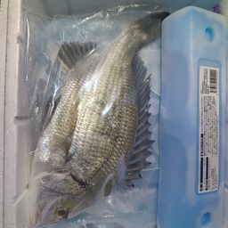 クロダイ