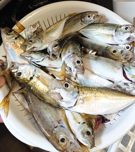 アジの釣果