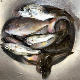 マハゼ