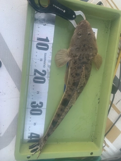マゴチの釣果