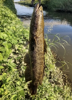 ライギョの釣果