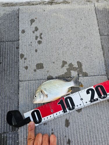 キビレの釣果