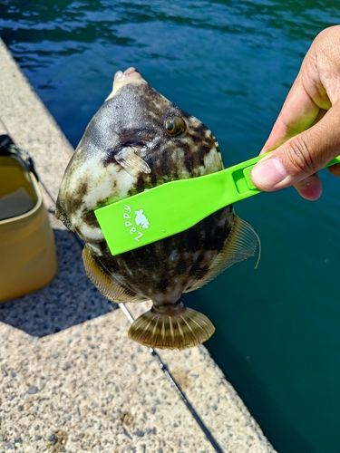 カワハギの釣果