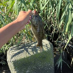 ブラックバス