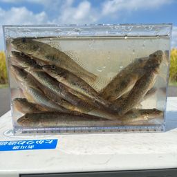 マハゼ