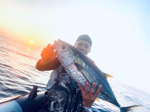 キハダマグロの釣果