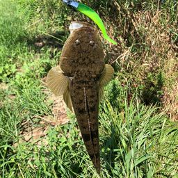 マゴチ