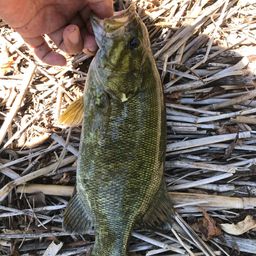 スモールマウスバス