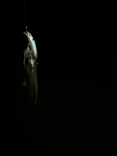 セイゴ（ヒラスズキ）の釣果