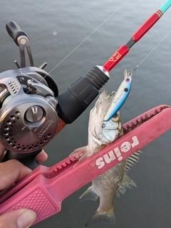 セイゴ（ヒラスズキ）の釣果
