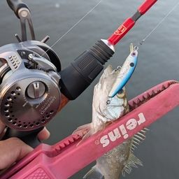 セイゴ（ヒラスズキ）