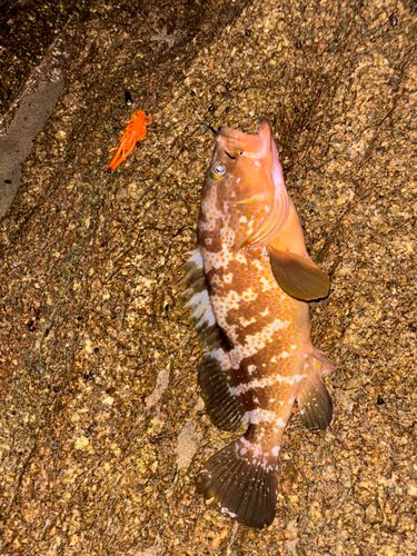 キジハタの釣果